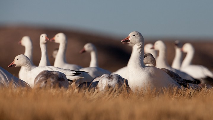 Schneegans Anser caerulescens Snow Goose